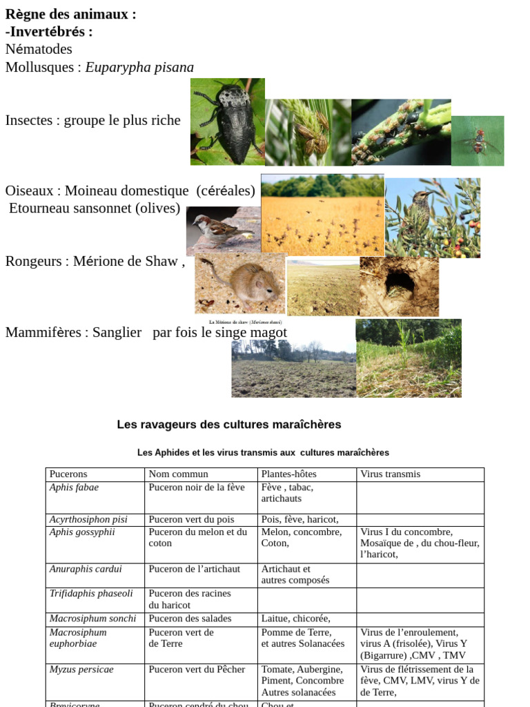 Ravageurs des cultures maraîchères et céréalières | PDF | Chimie ...