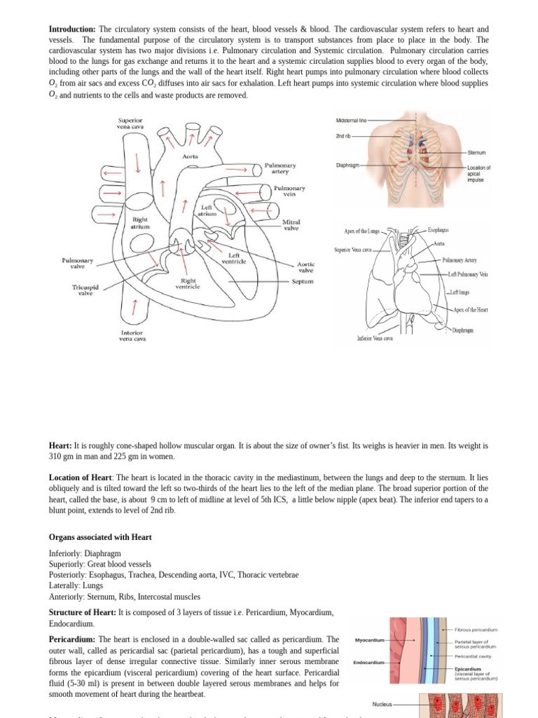 Circulatory System by Sanjeev | PDF | Heart Valve | Ventricle (Heart)