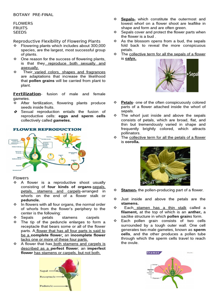Anatomy and Reproduction of Flowers | PDF | Flowers | Fruit