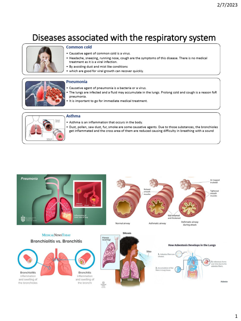 Diseases associated with the respiratory | PDF | Lung | Cough