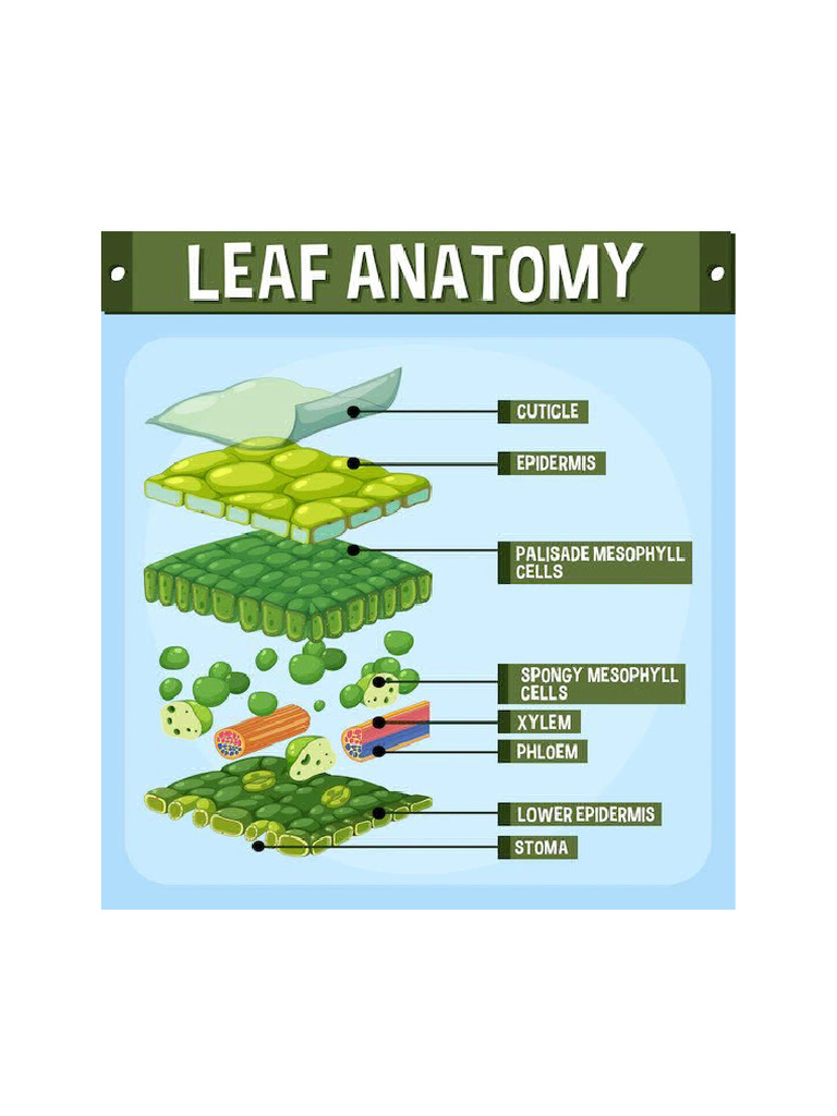 Leaf Structure and Function Explained | PDF