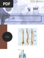 Anatomia Dorso 20232 Pdf Coluna Vertebral Vértebra