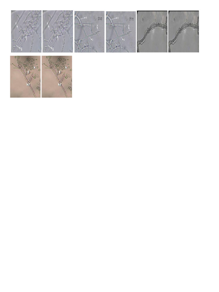 PHPH | PDF