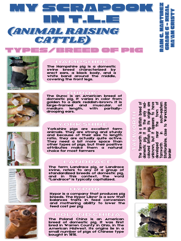 Comprehensive Guide to Pig Breeds | PDF | Cattle | Bovines