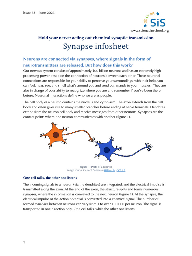 Understanding Chemical Synaptic Transmission | PDF | Chemical Synapse ...