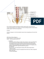 Anatomi of Nervus Spinalis
