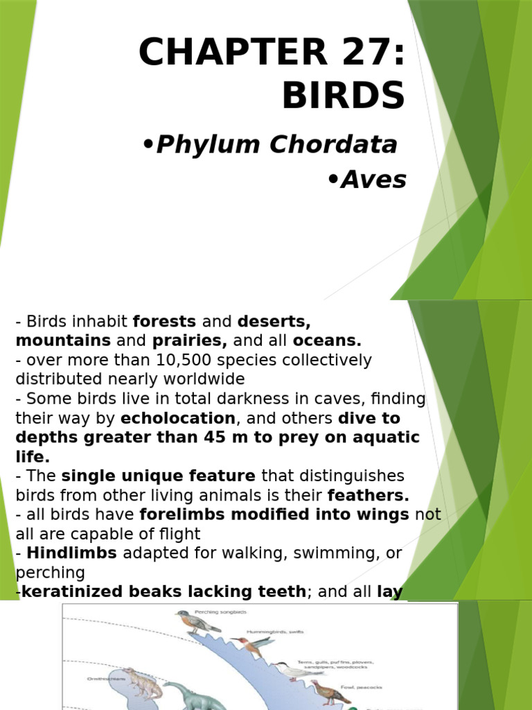 Overview of Bird Anatomy and Flight | PDF | Birds | Wing