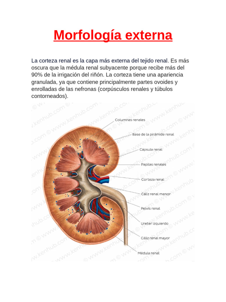 Morfología Externa | PDF