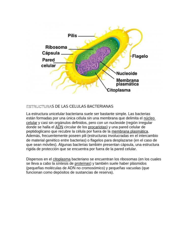 Estructuras de Las Celulas Bacterianas | PDF | Las bacterias | Biología ...