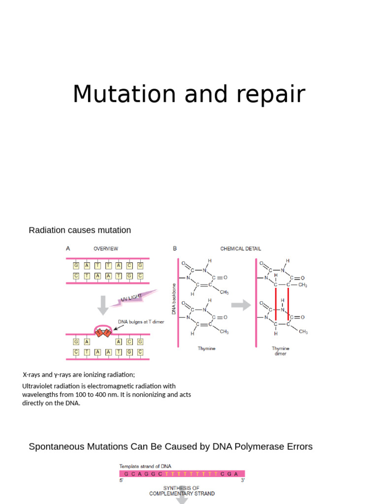 Mutation and Repair | PDF | Wellness | Science & Mathematics