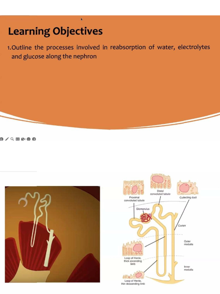 Renal Physiology Pdf
