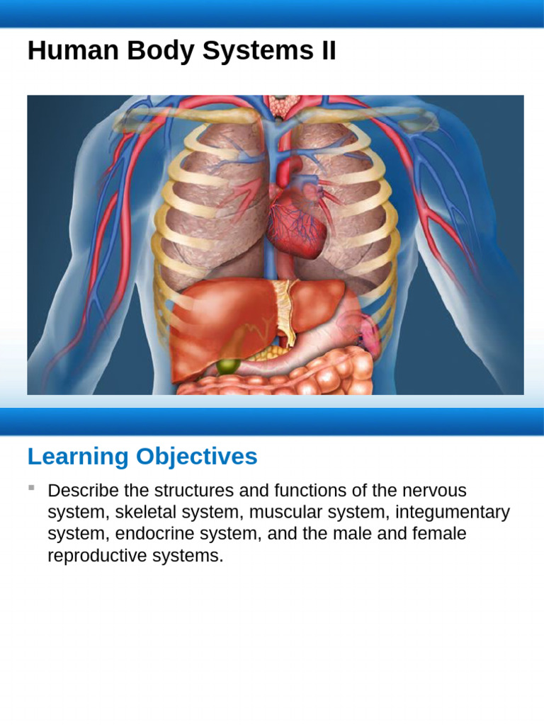 Overview of Human Body Systems | PDF | Neurotransmitter | Integumentary ...