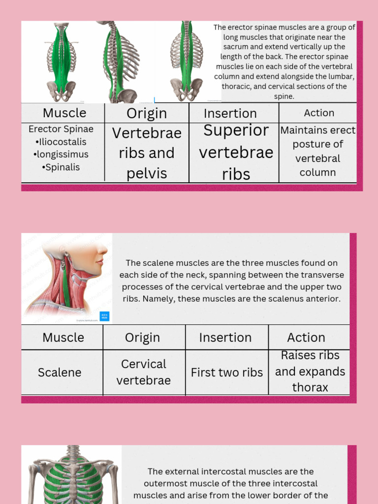 PDF 20221008 215824 0000 | PDF | Vertebral Column | Vertebra