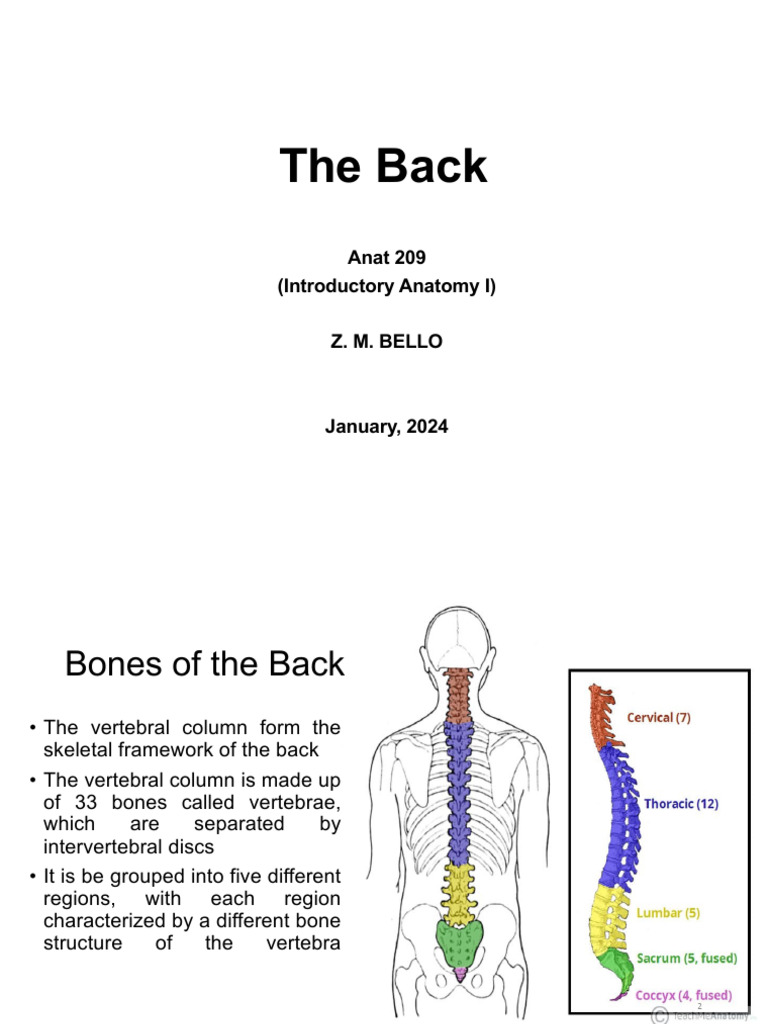 The Back | PDF | Vertebra | Vertebral Column
