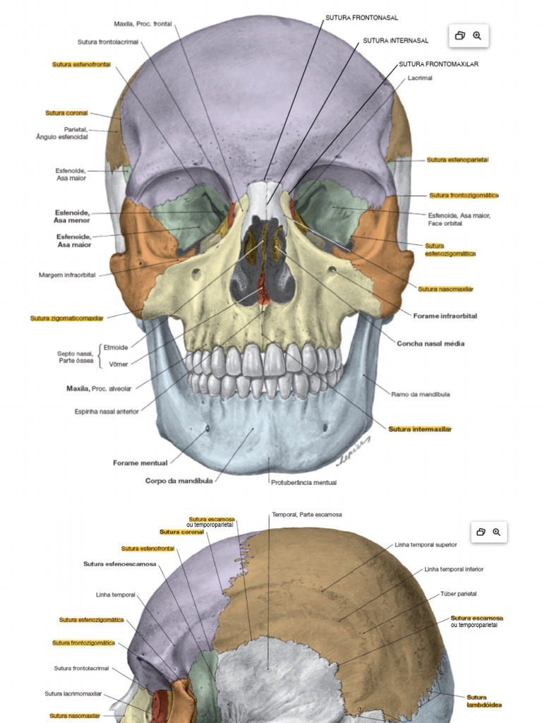 Suturas E Ossos Do Cranio Pdf