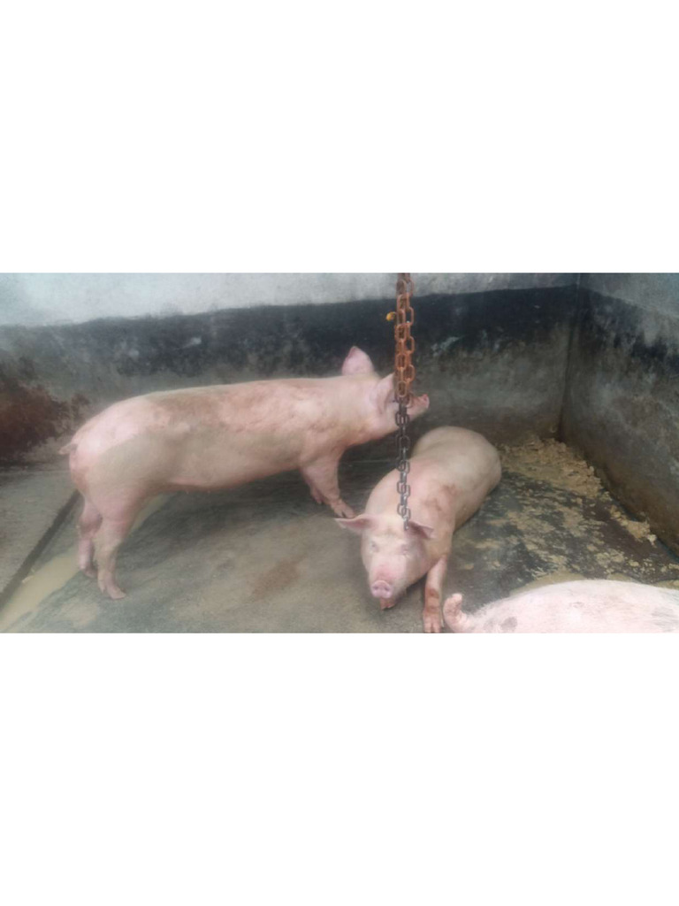 Fotos Cerdos | PDF