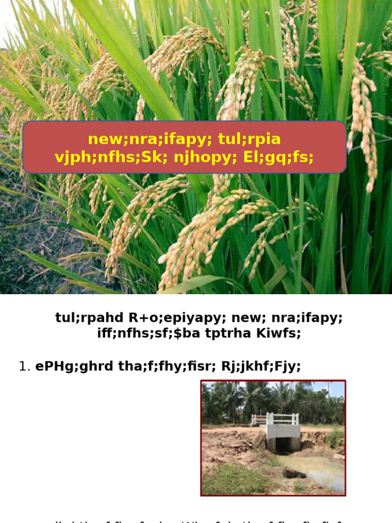 Drought Mitigation In Paddy Cultivation Pdf