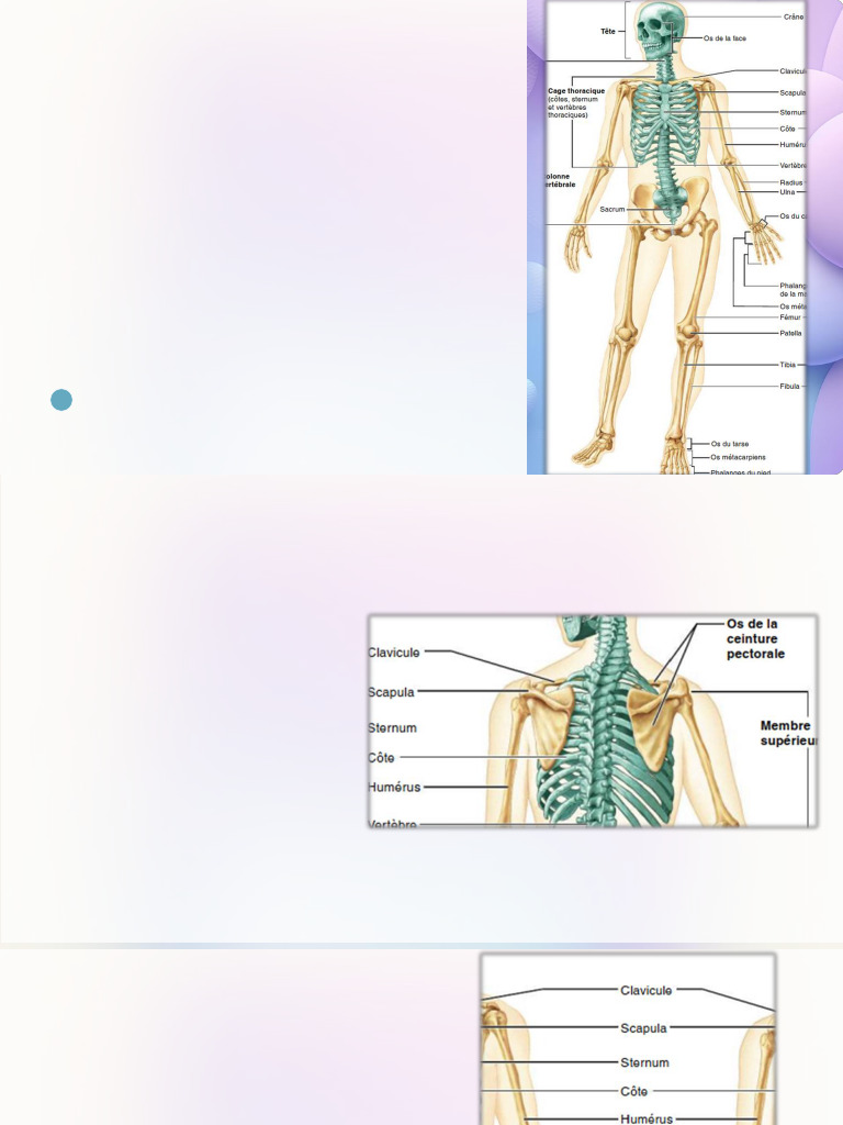 Anatomie du Squelette Appendiculaire | PDF | Appareil locomoteur ...