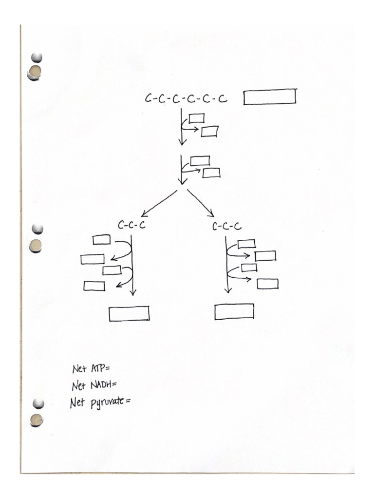 Cellular Respiration and ATP Production | PDF | Adenosine Triphosphate ...
