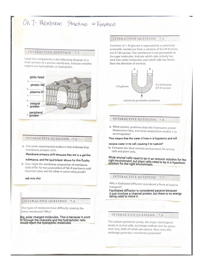 Kami Export - Micah Hong - CH 7 WS 2023 | PDF | Science & Mathematics