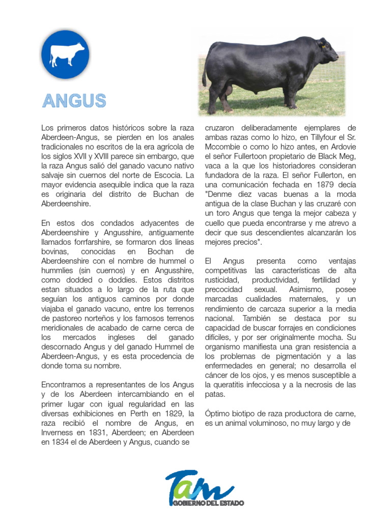 Angus | PDF | Vacas