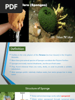 Labeled Sponge Diagram and Overview | PDF | Sponge | Aquatic Animals
