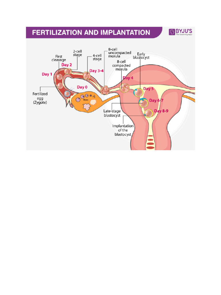 Fetus Development | PDF | Pregnancy | Fetus
