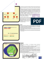 Meiosis Velez