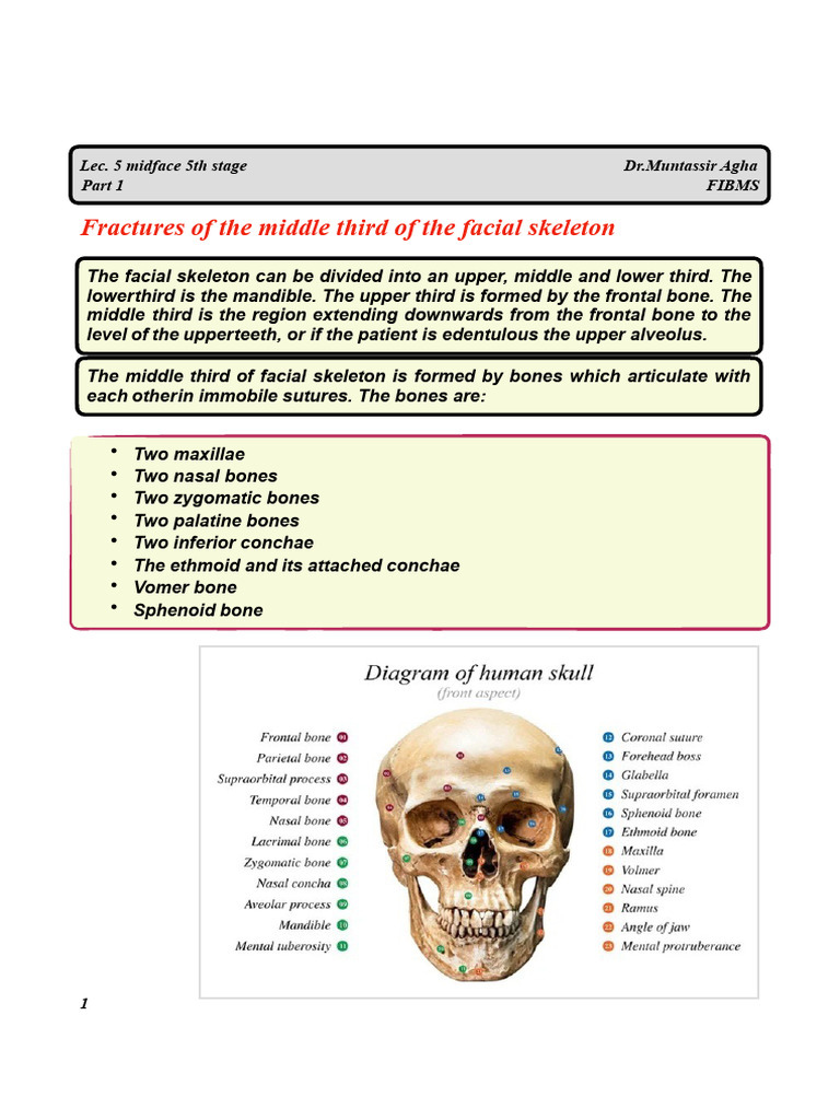 Midface Fractures & Le Fort Classification | PDF | Human Head And Neck ...