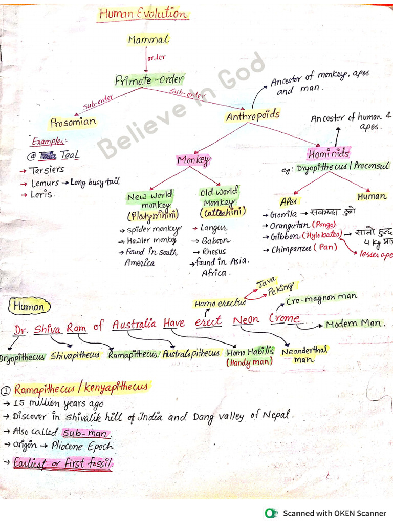 Human Evolution Best Note | PDF