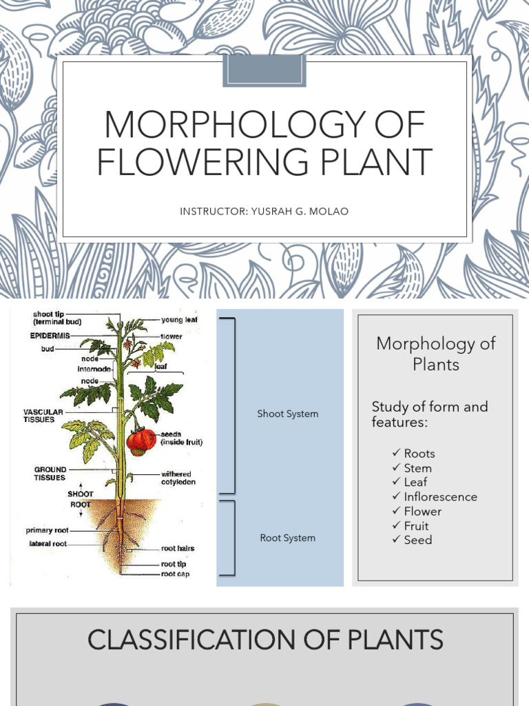 洋書 MORPHOLOGY OF PLANTS 1025-13-AL VINTAGE Plant Morphology Wall Charts, Set of