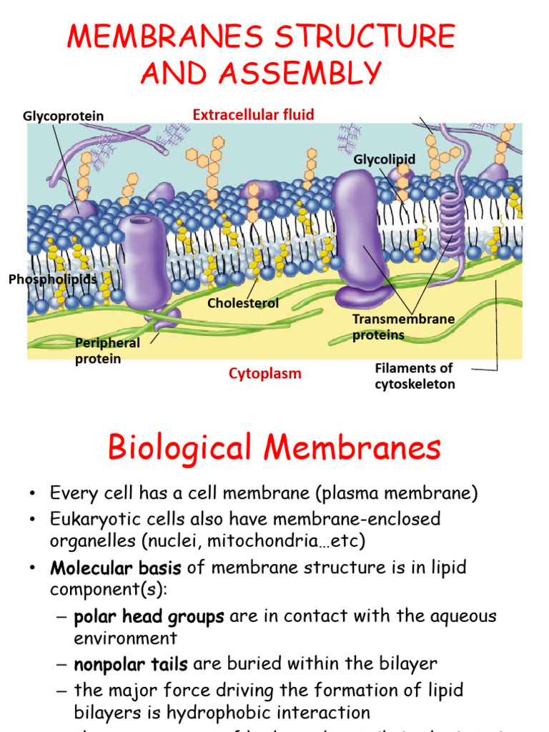 Membrane Structure and Function Overview | PDF | Cell Membrane | Lipid