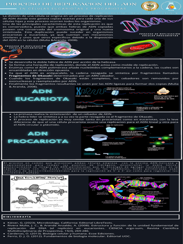 Replicación del ADN en Células | PDF | Replicación De Adn | Adn