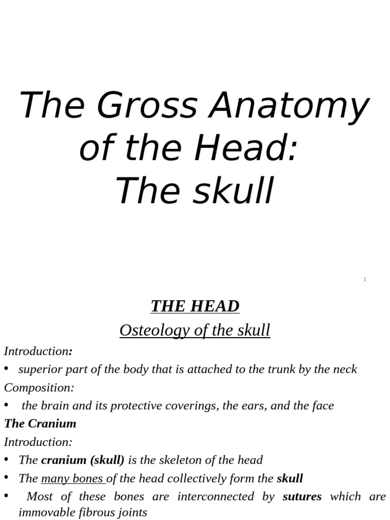 Anatomy of the Head and Skull | PDF | Skull | Human Nose