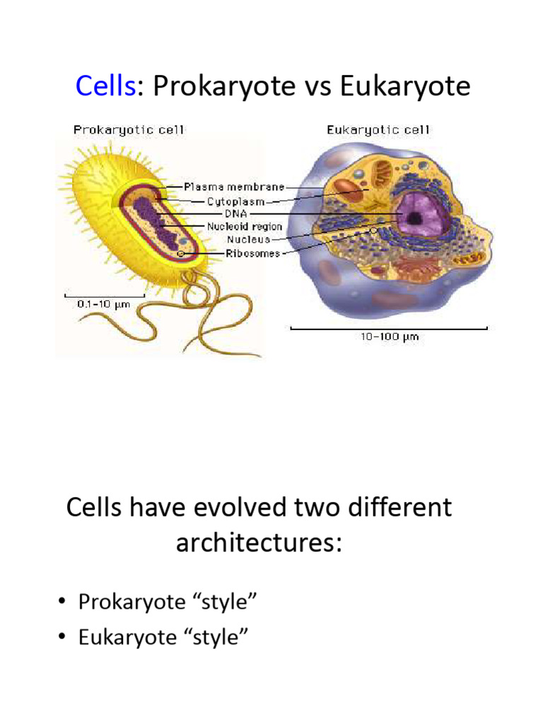 L2 Prokaryotes and Eukaryotes | PDF | Cell (Biology) | Prokaryote