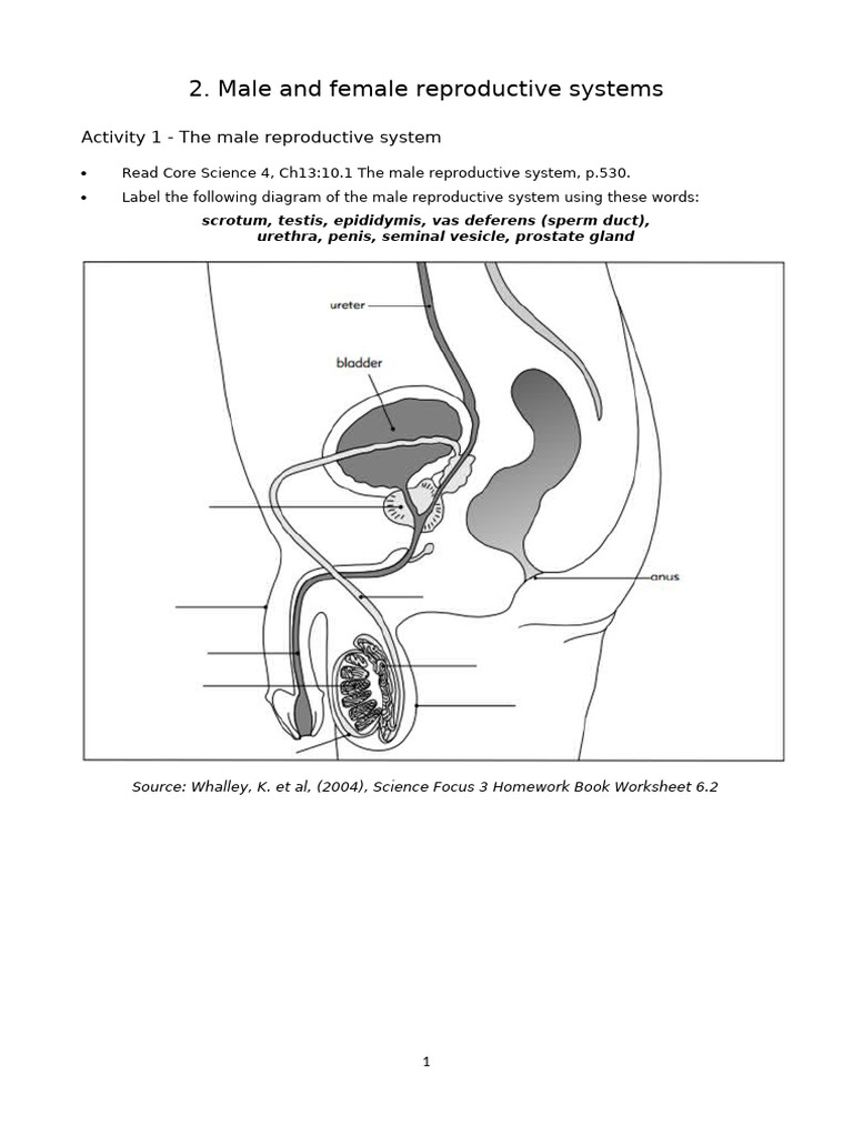 Male and female reproductive systems pdf reproductive system
