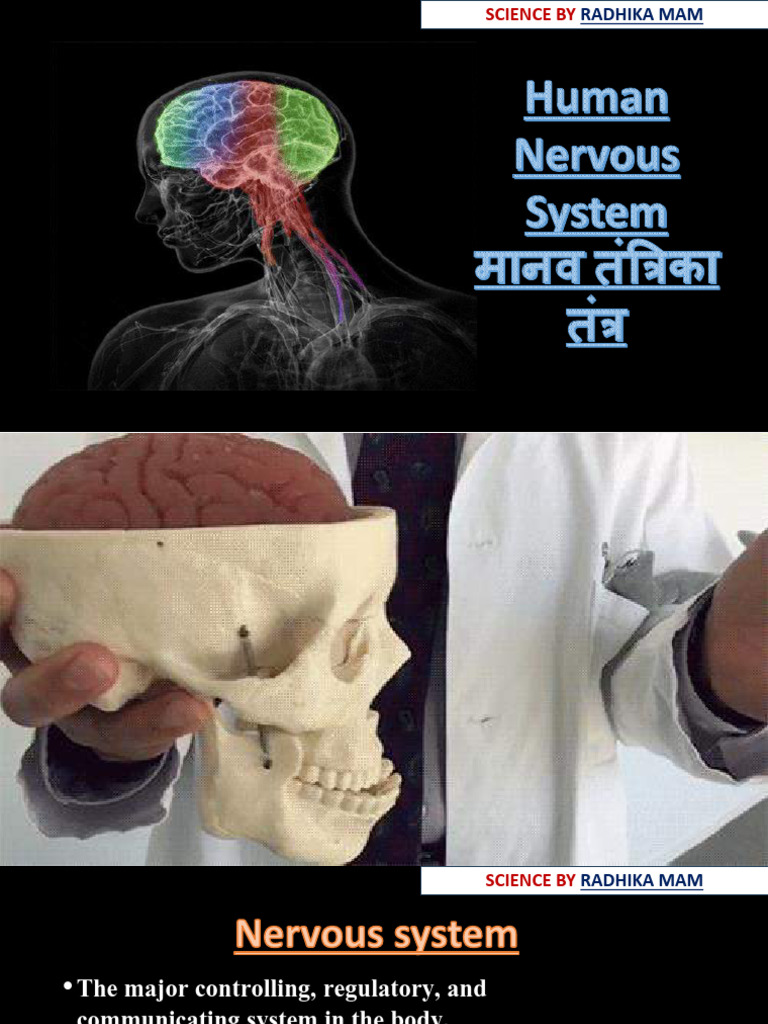 068 Biology Nervous System Nervous System 01 Class Notes Pdf