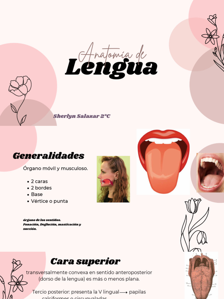 Anatomía y Funciones de la Lengua | PDF | Lengua | Anatomía
