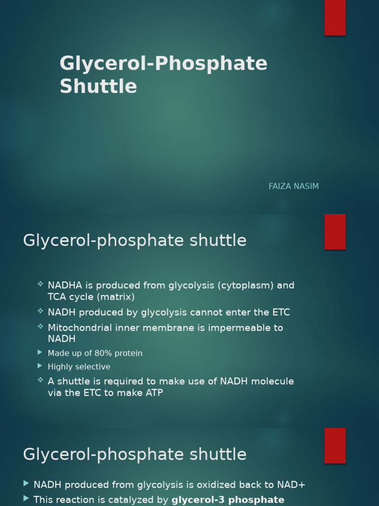 Glycerol-Phosphate Shuttle Overview | PDF