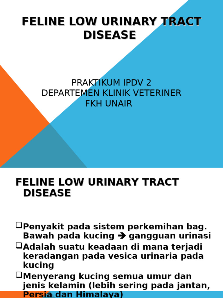 Picture of Feline Lower Urinary Tract Disease | PDF