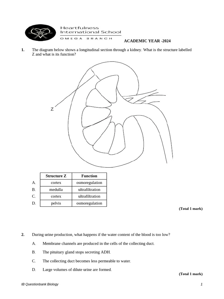 Kidney Function and Urine Production Quiz | PDF | Kidney | Urinary System