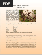 Nombre camu camu