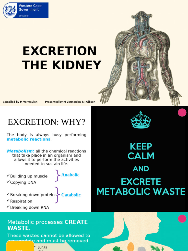GR 11 Excretion The Kidney ENG | PDF | Kidney | Urinary System