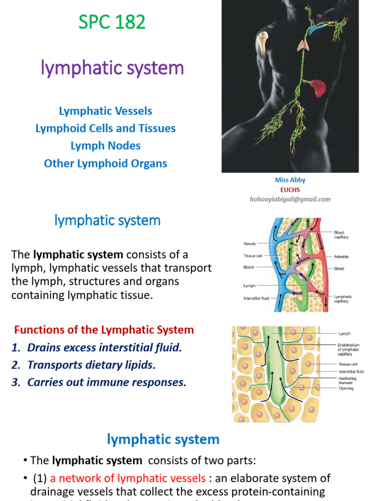Lymphatic SystemvSPC182 | PDF | Lymphatic System | Lymph