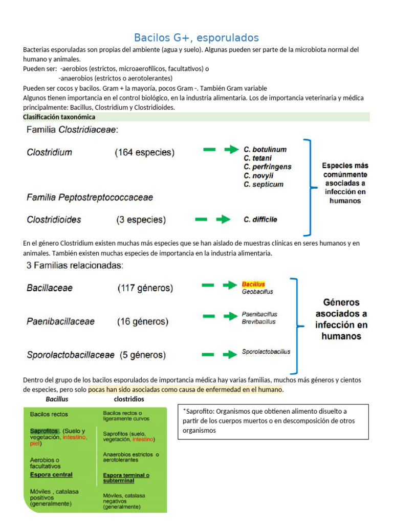 2do Parcial Bacter | PDF | Espora | Especialidades Medicas