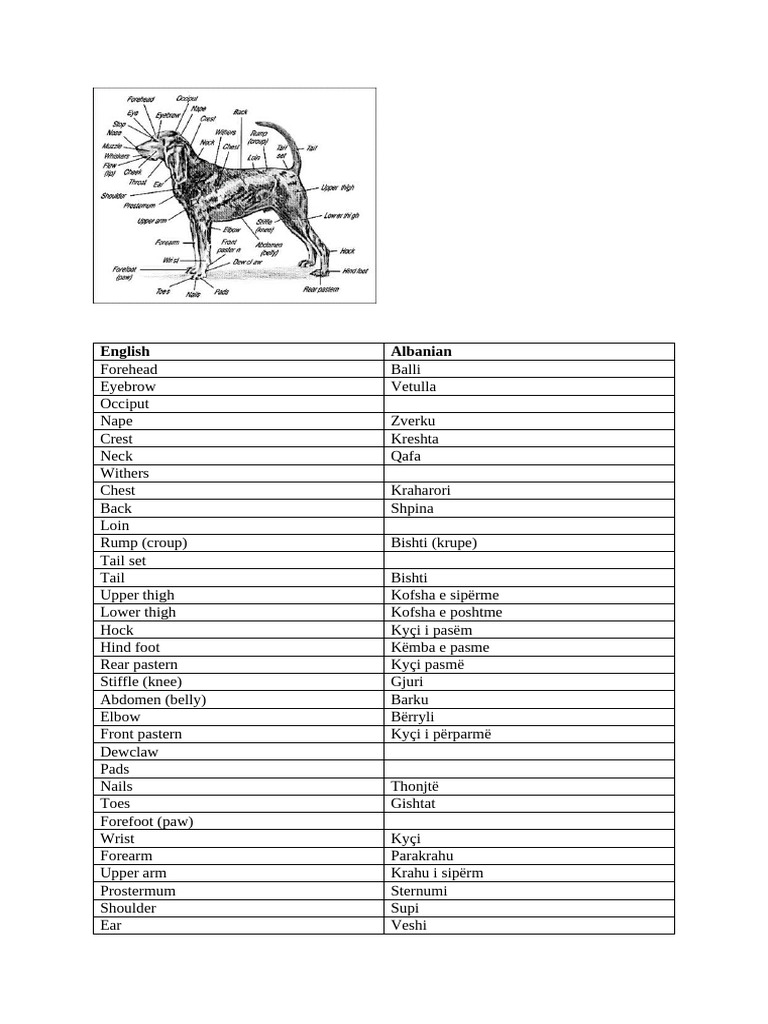 Dog Anatomy and Health Guide | PDF | Human Feces | Diarrhea