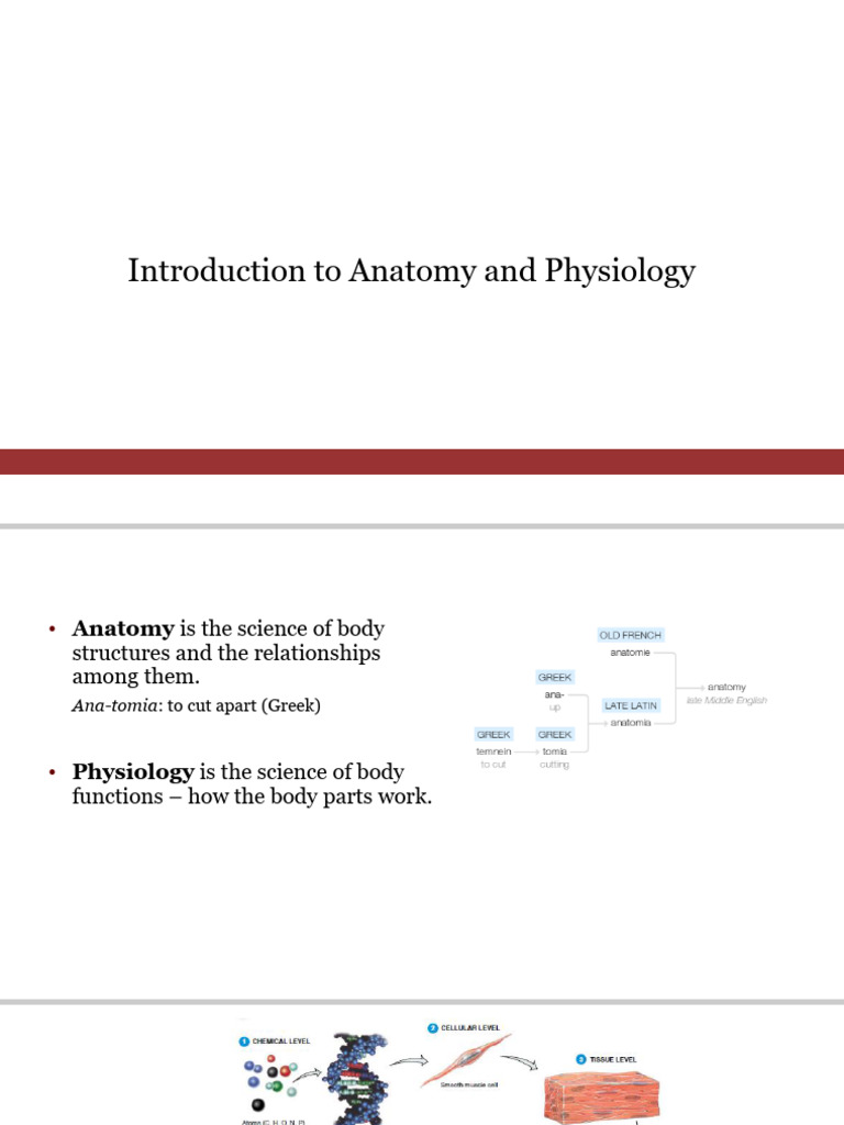 Introduction to Anatomy and Physiology | PDF | Human Body | Homeostasis