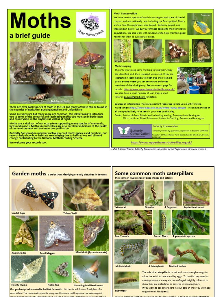 moths-brief-guide | PDF | Butterfly | Moth