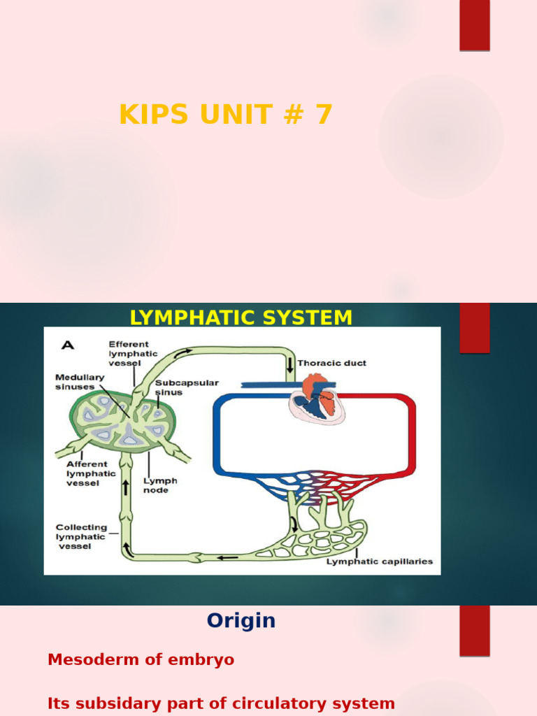 Lymphatic System Immunity Pdf Lymphatic System Macrophage