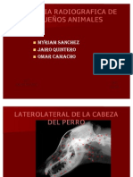 ANATOMIA RADIOGRAFICA DE PEQUEÑOS ANIMALES